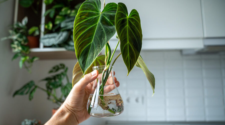 plantes peuvent vraiment pousser dans l’eau