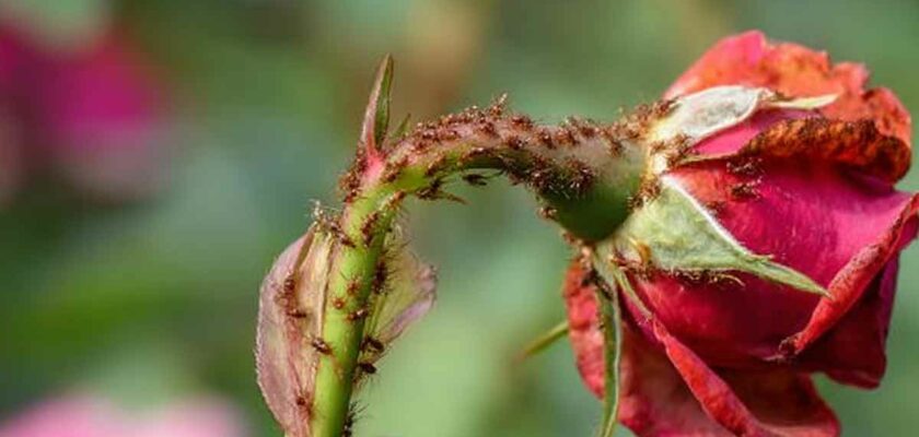 lutter contre les pucerons sur les rosiers