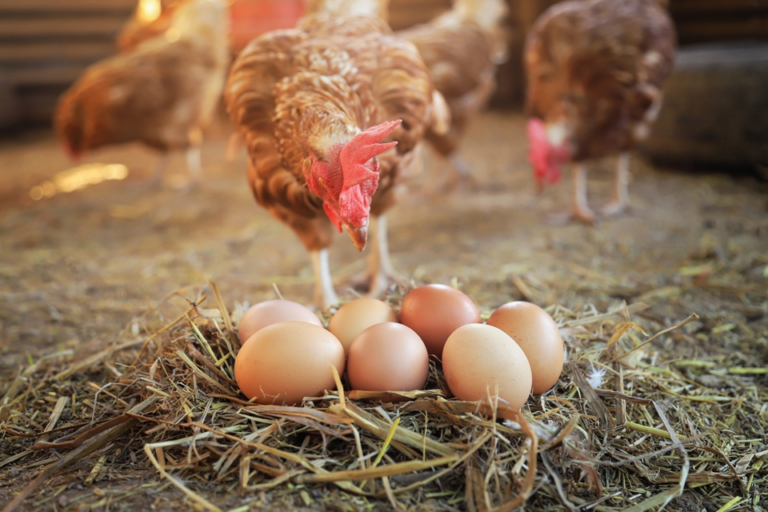 ponte régulière et durable chez vos poules