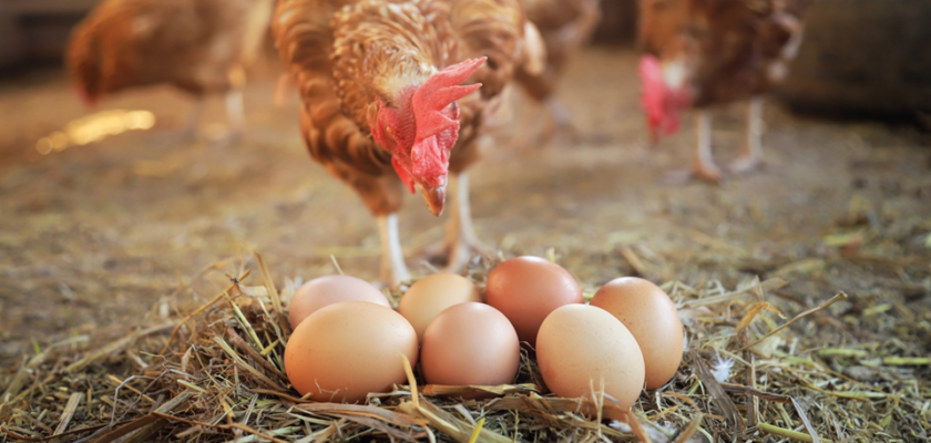ponte régulière et durable chez vos poules