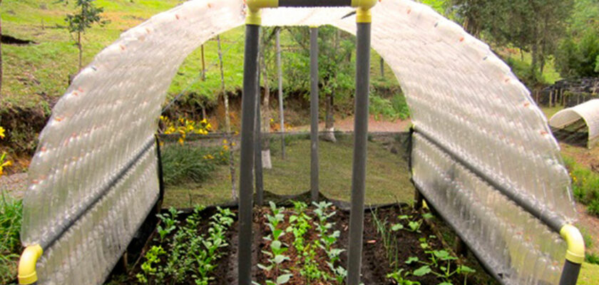 mini-serre avec des bouteilles en plastique