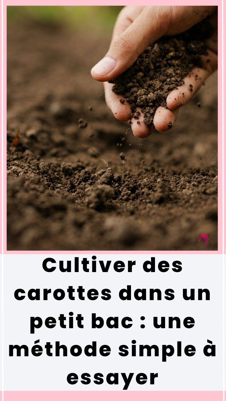 cultiver des carottes en bac
