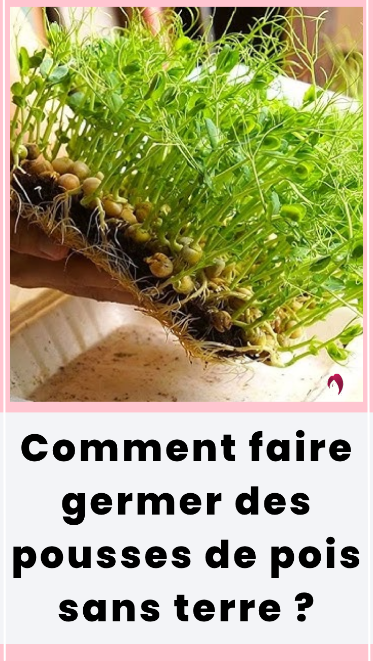 faire germer pois sans terre