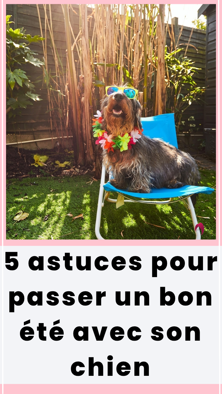 vacances ete avec chien