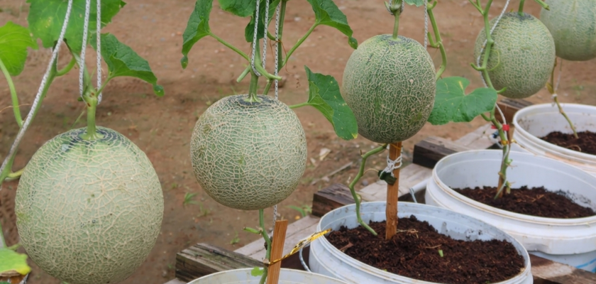 cultiver melon en seau