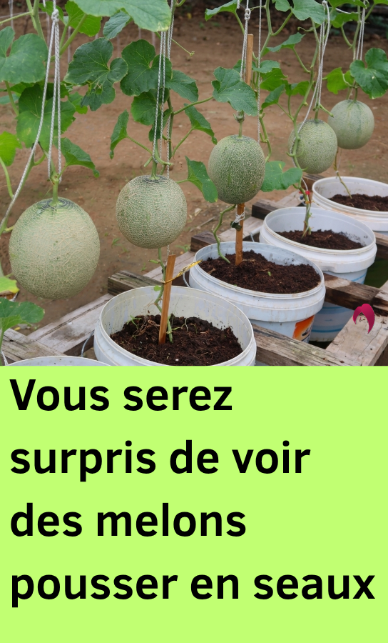 cultiver melon en seau
