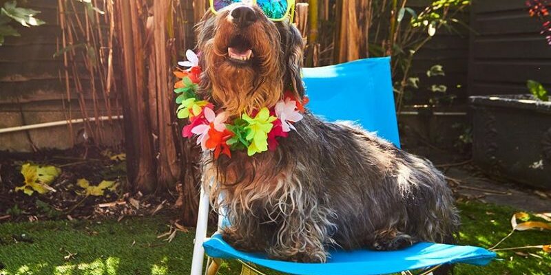 vacances ete avec chien