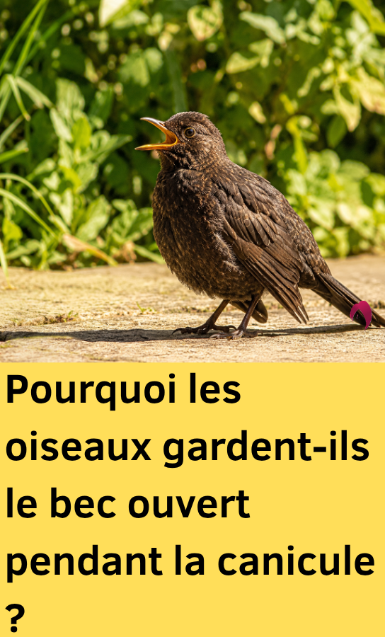 oiseaux canicule