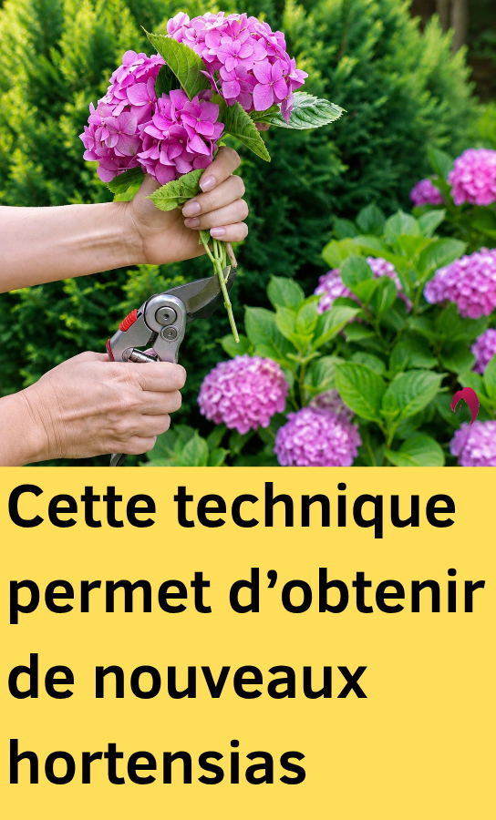 bouturage de l'hortensia