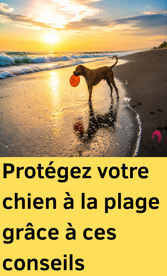 chien canicule