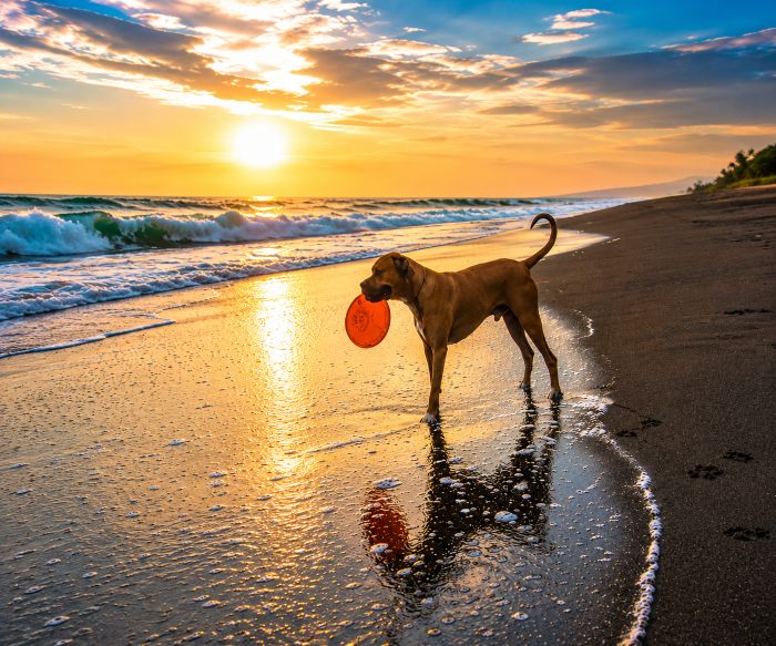 chien canicule
