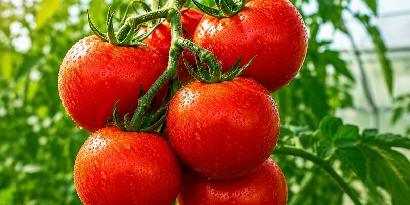 le purin d'ortie aide les tomates