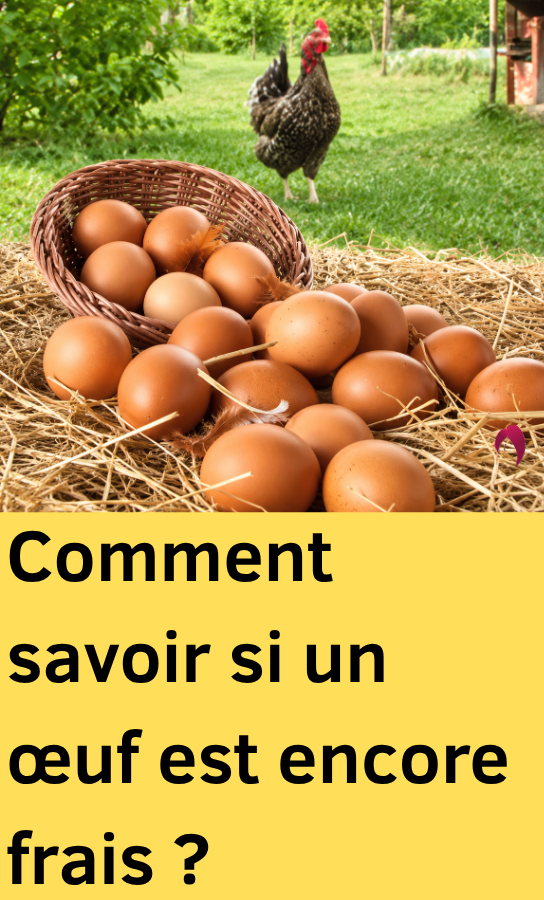 fraîcheur d'un œuf