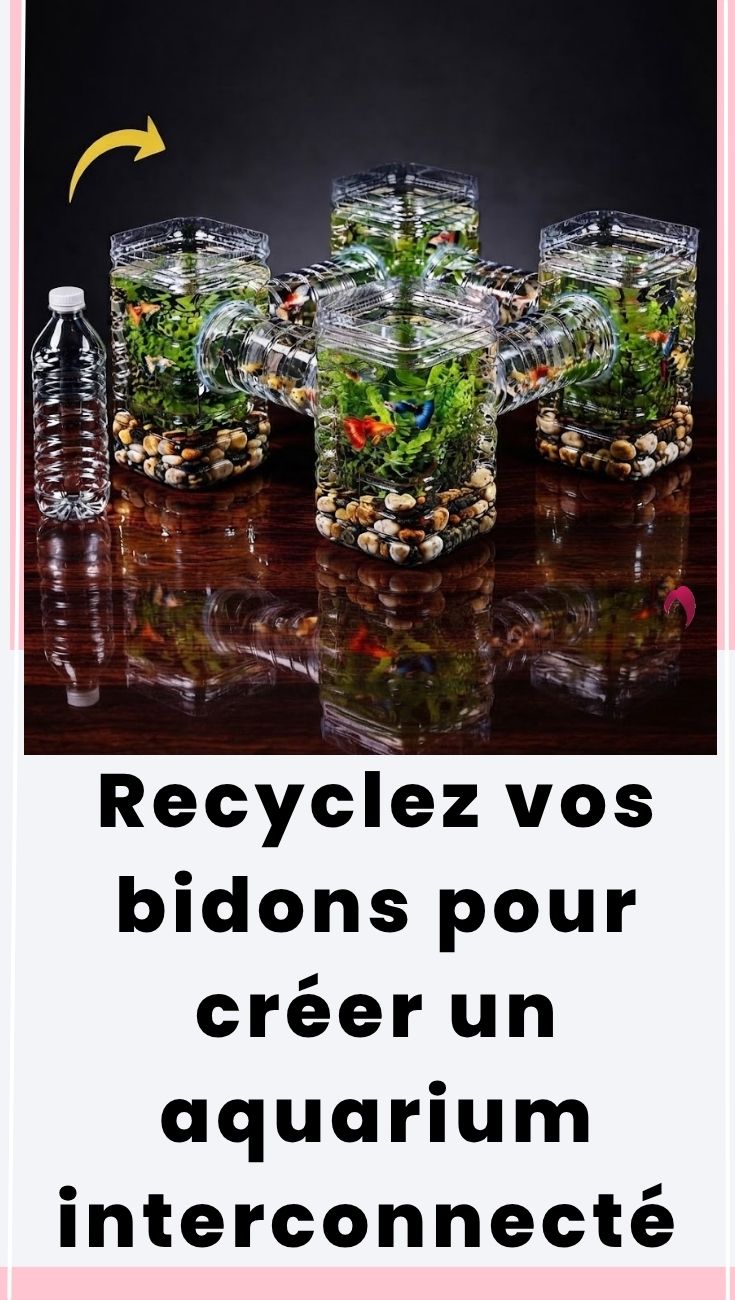 Aquarium interconnecté