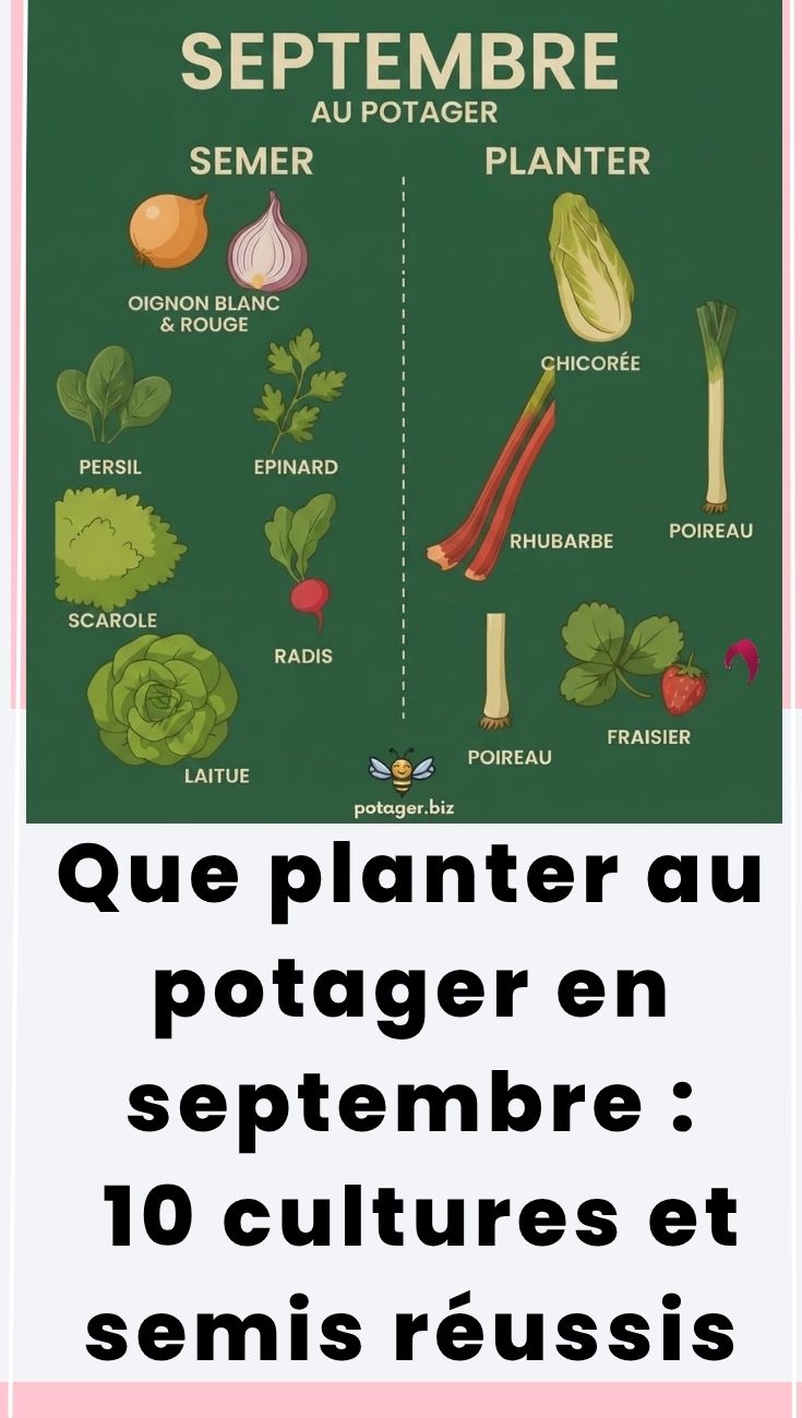 Potager en septembre