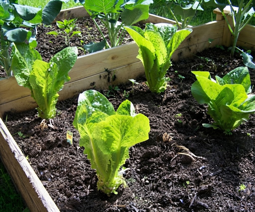 Planter la mâche