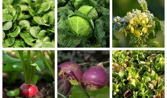 Potager en septembre