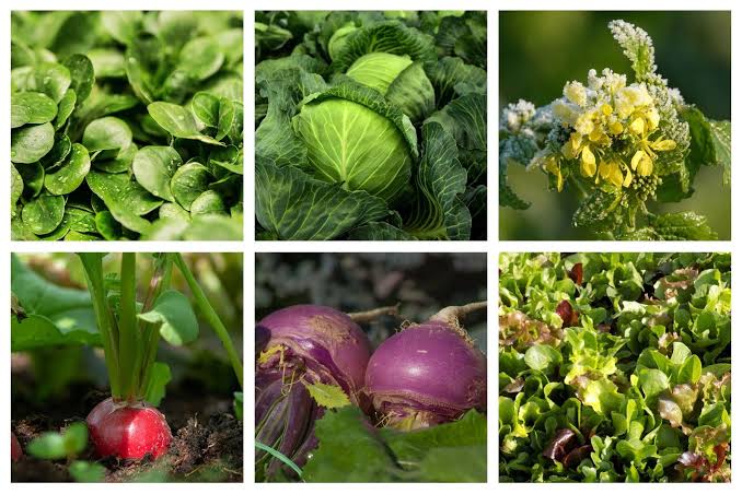 Potager en septembre
