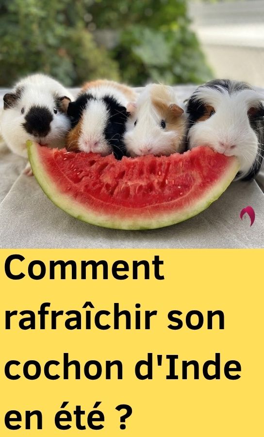 rafraîchir son cochon d'Inde en été