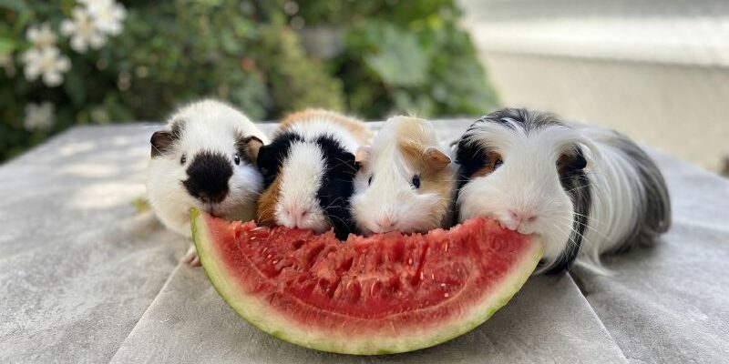 rafraîchir son cochon d'Inde en été