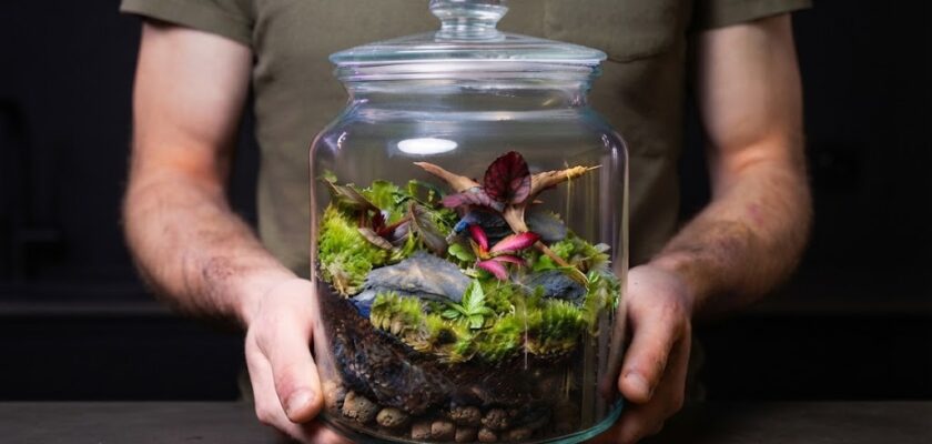 Terrarium maison