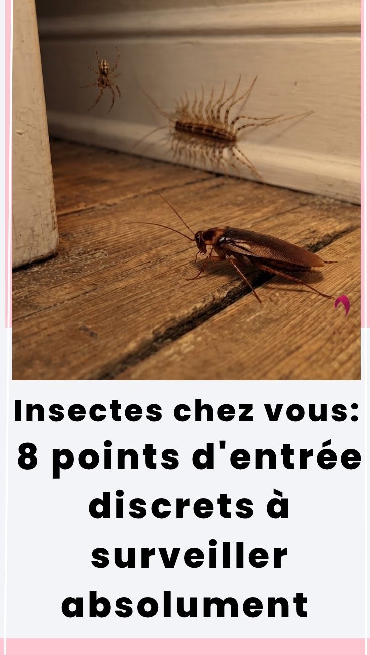 insectes maison