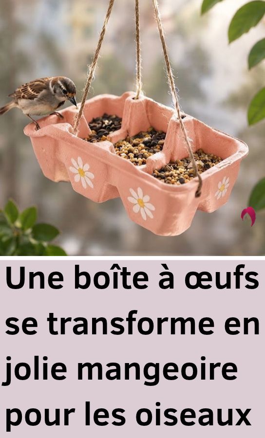 Mangeoire pour oiseaux boîte à œufs