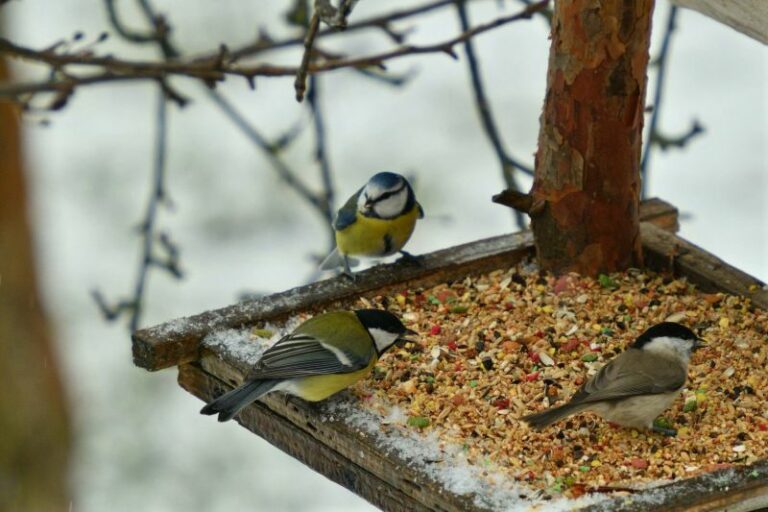 10 Conseils pour Bien Nourrir les Oiseaux en Hiver