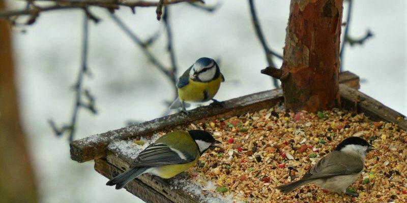 10 Conseils pour Bien Nourrir les Oiseaux en Hiver