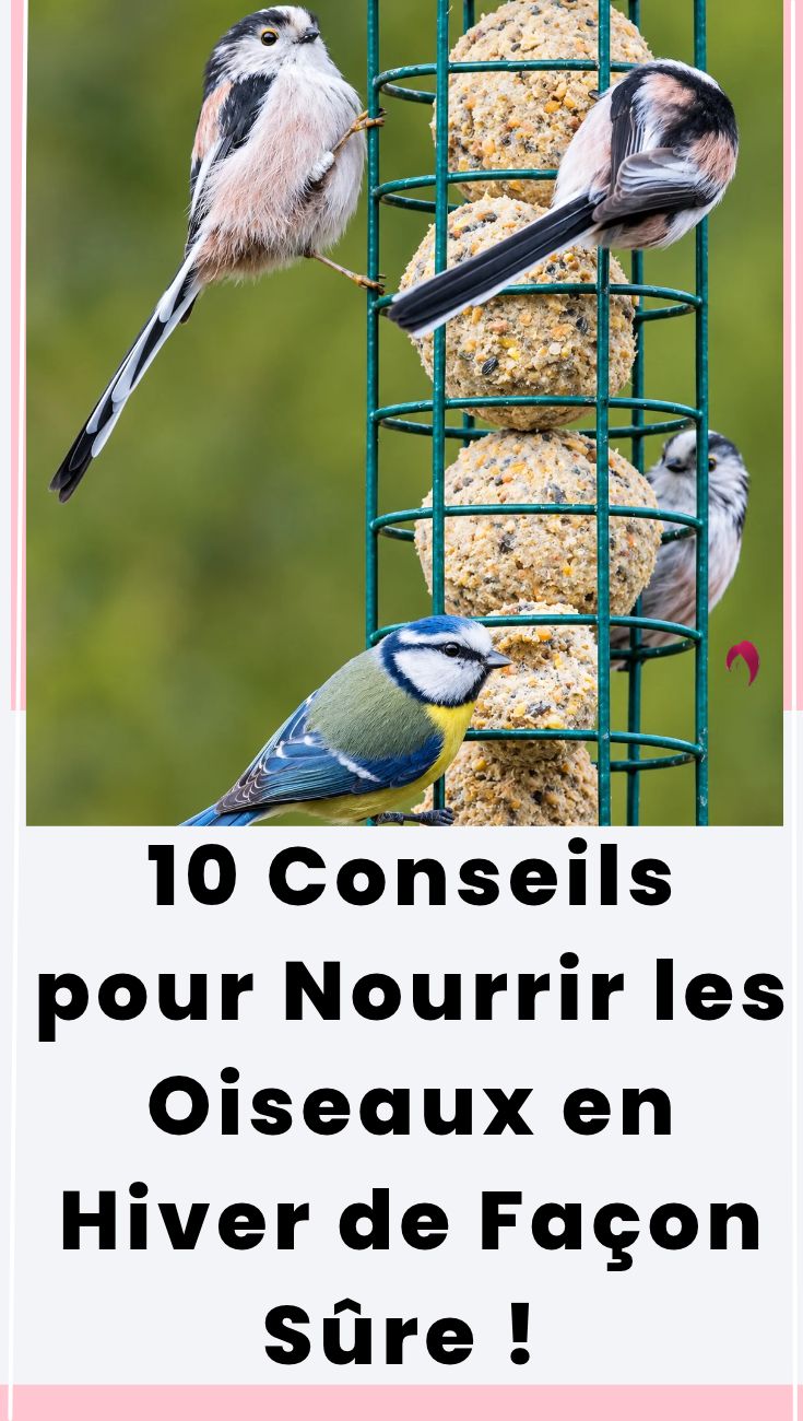 Comment Nourrir les Oiseaux en Hiver