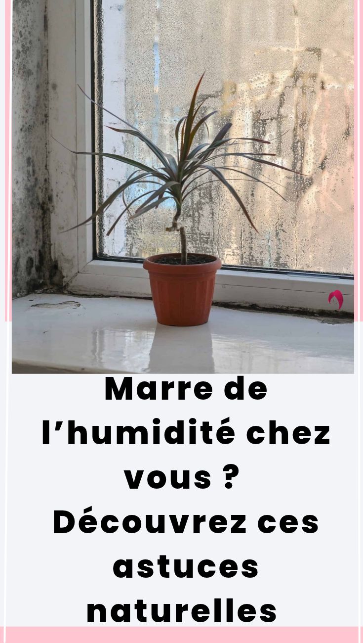 Réduire L'Humidité Maison : Astuces Et Gestes Essentiels