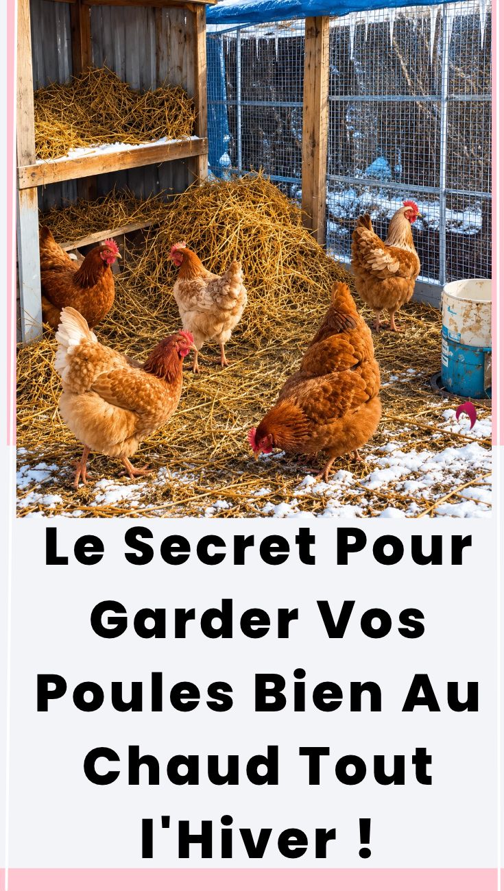 Proteger Les Poules Du Froid : La Technique Sans Chauffage