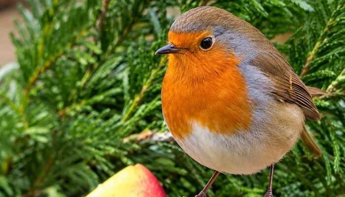 Pourquoi le rouge-gorge vient souvent près de votre maison
